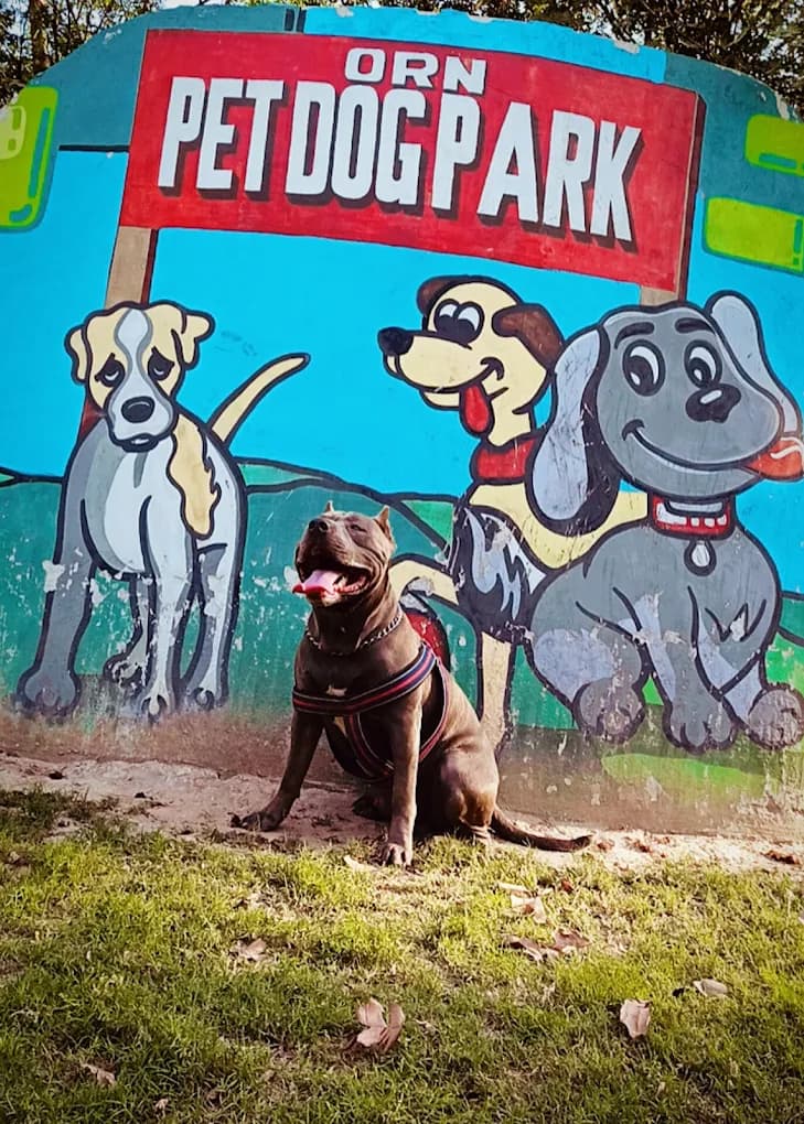 Delhi's First Dog Park (Rajinder Nagar)