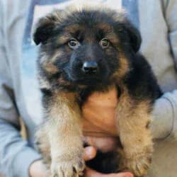 A2Z Pets Mania (Dehradun)