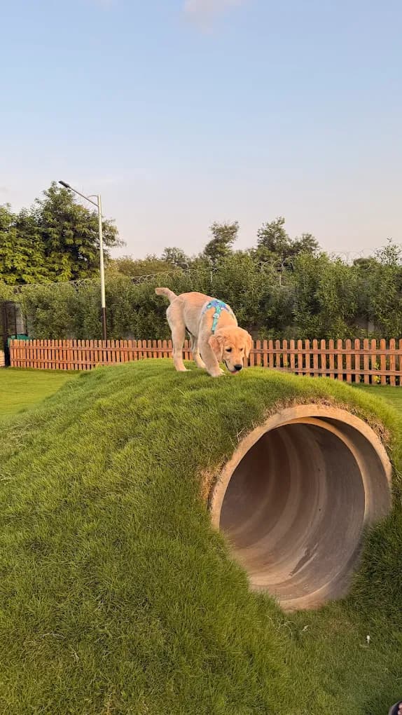 Svantaraa - Pet boarding and park (Gurugram)