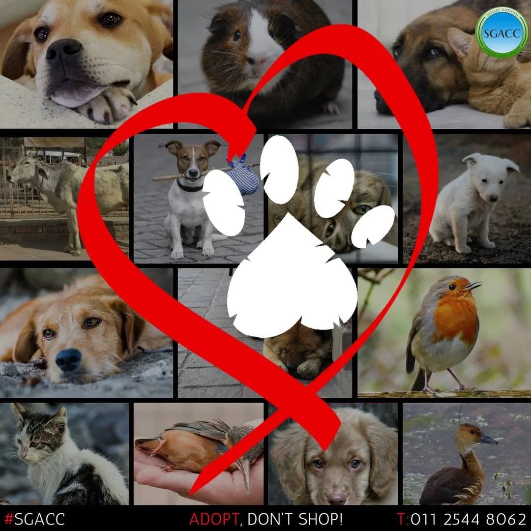 Sanjay Gandhi Animal Care Centre (New Delhi)