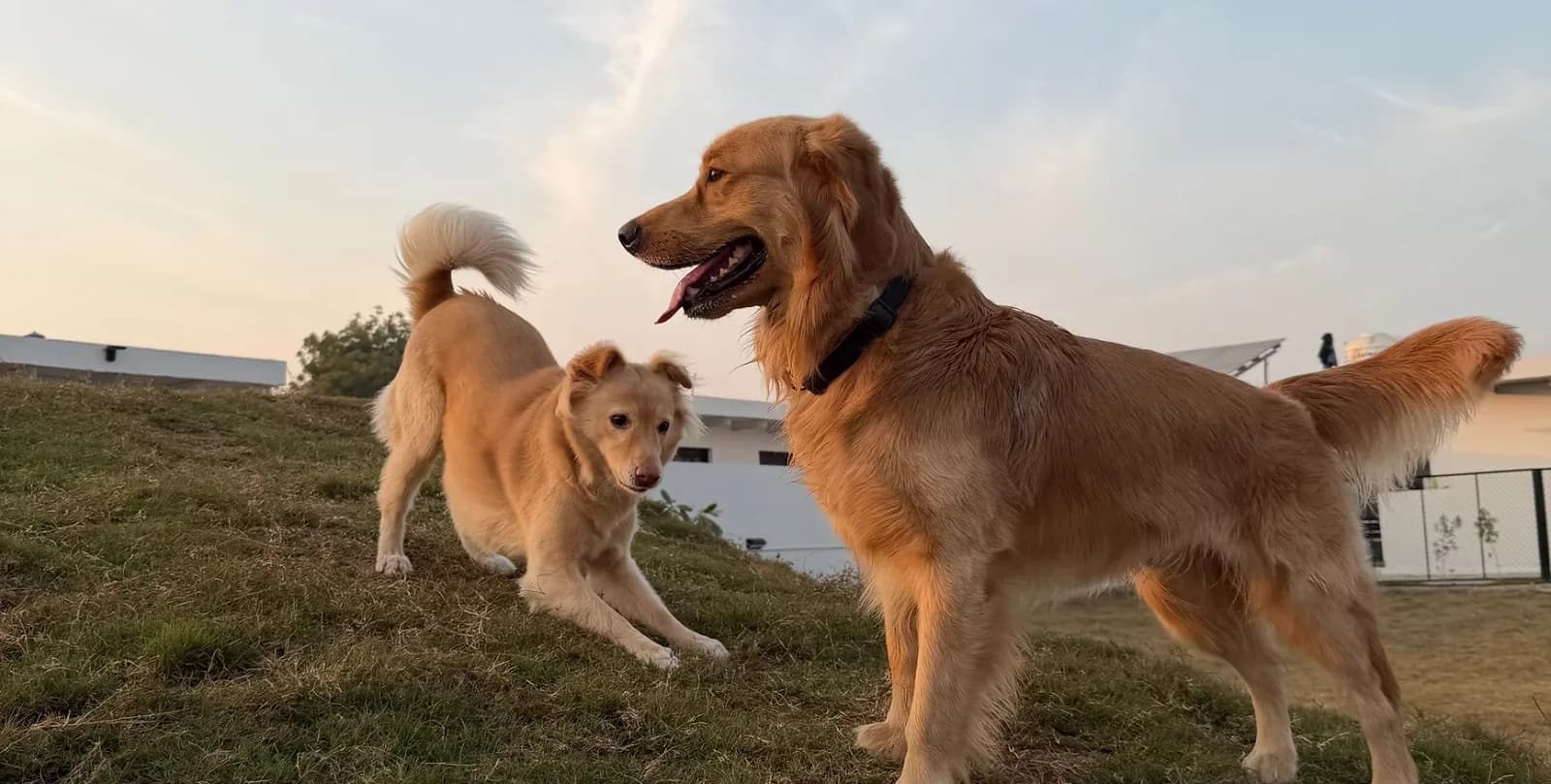 Elsa’s Dog Park & Cakery