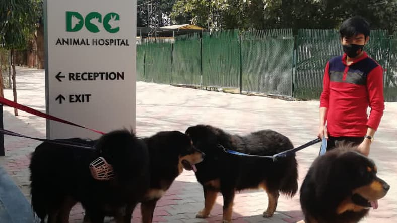DCC Animal Hospital & Petcare - Best veterinary & pet grooming, Delhi