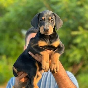 Royal Sheps Dog Kennel (Dehradun)