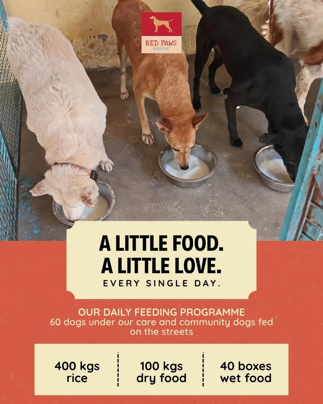 Red Paws Rescue Head Office (New Delhi)