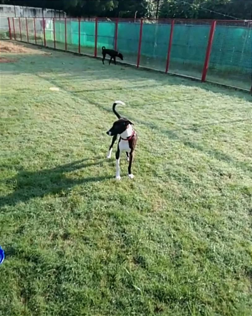 Bark n Walk Dog Park (Bijwasan, Delhi)
