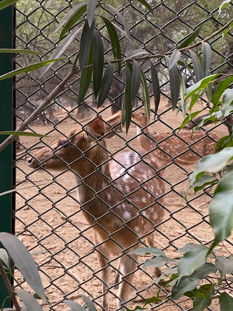 Deer Park Off-Leash Area (Hauz Khas, Delhi)