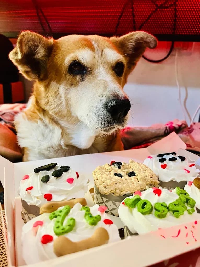𝗢𝗵 𝗠𝘆 𝗣𝗲𝘁𝘀 - Pet Store | Pet Grooming | Pet Bakery | Dog Clothes (Dehradun)