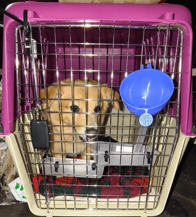 AirPets India (Multi-city)