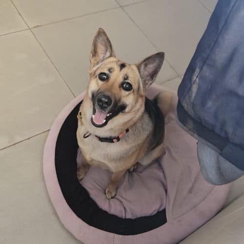 Pooch Pet Resort Gurgaon | Dog Boarding | Day Care | Dog Park (Gurugram)