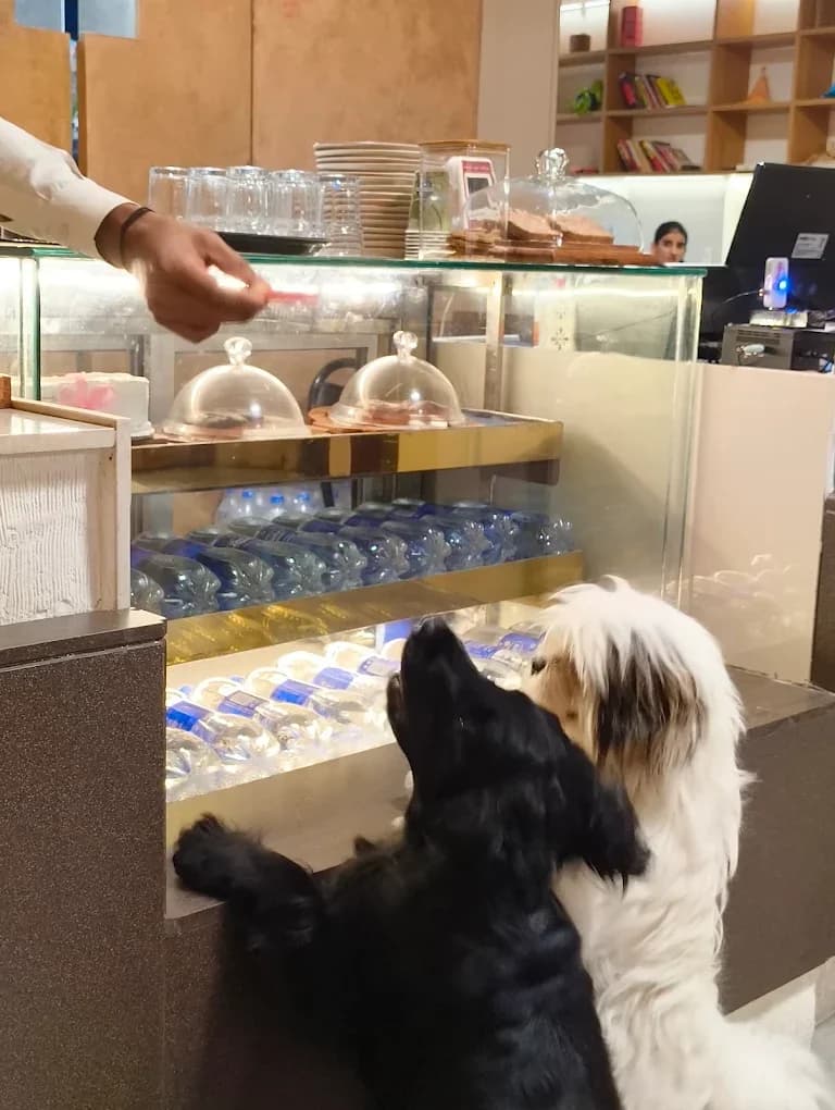 The Pawfee House (Jaipur)