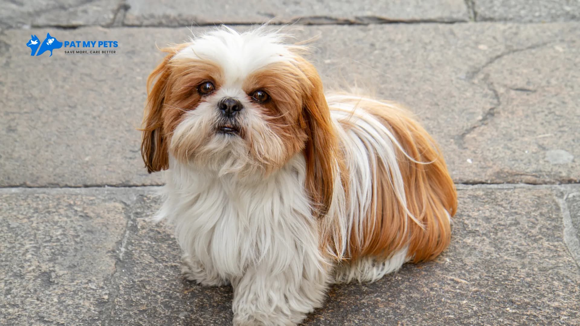 Patmypets (Noida)
