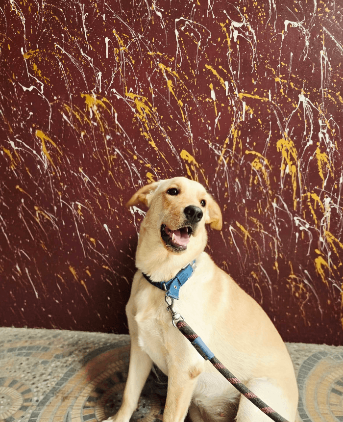 Shree Ram Sharanam Guest House