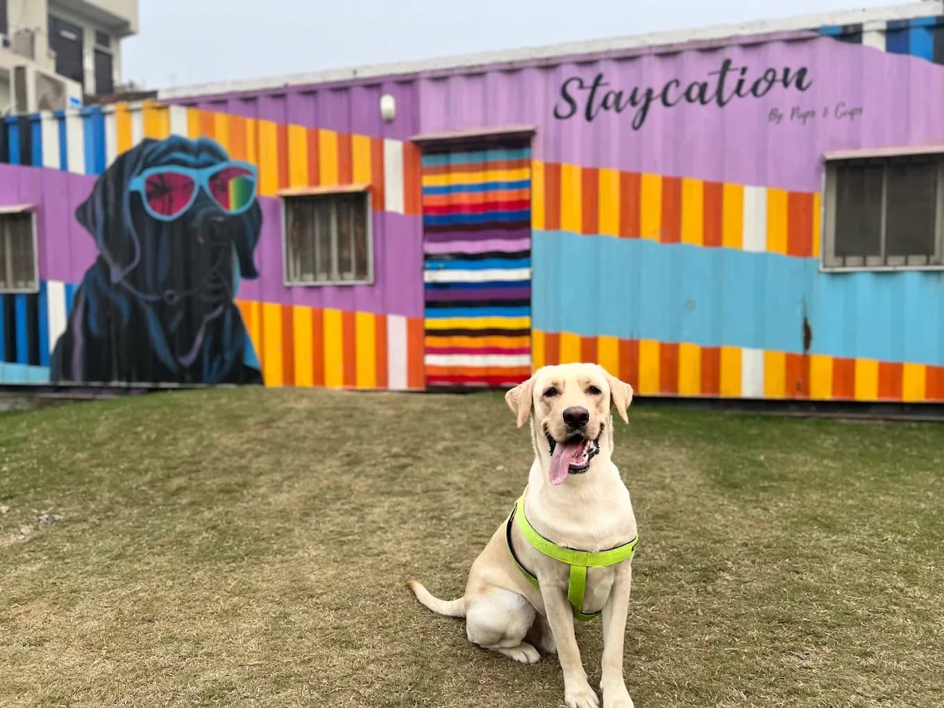 Pups and Cups (Noida)