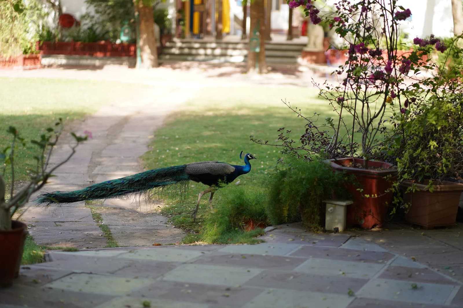 Diggi Palace – A Heritage Hotel