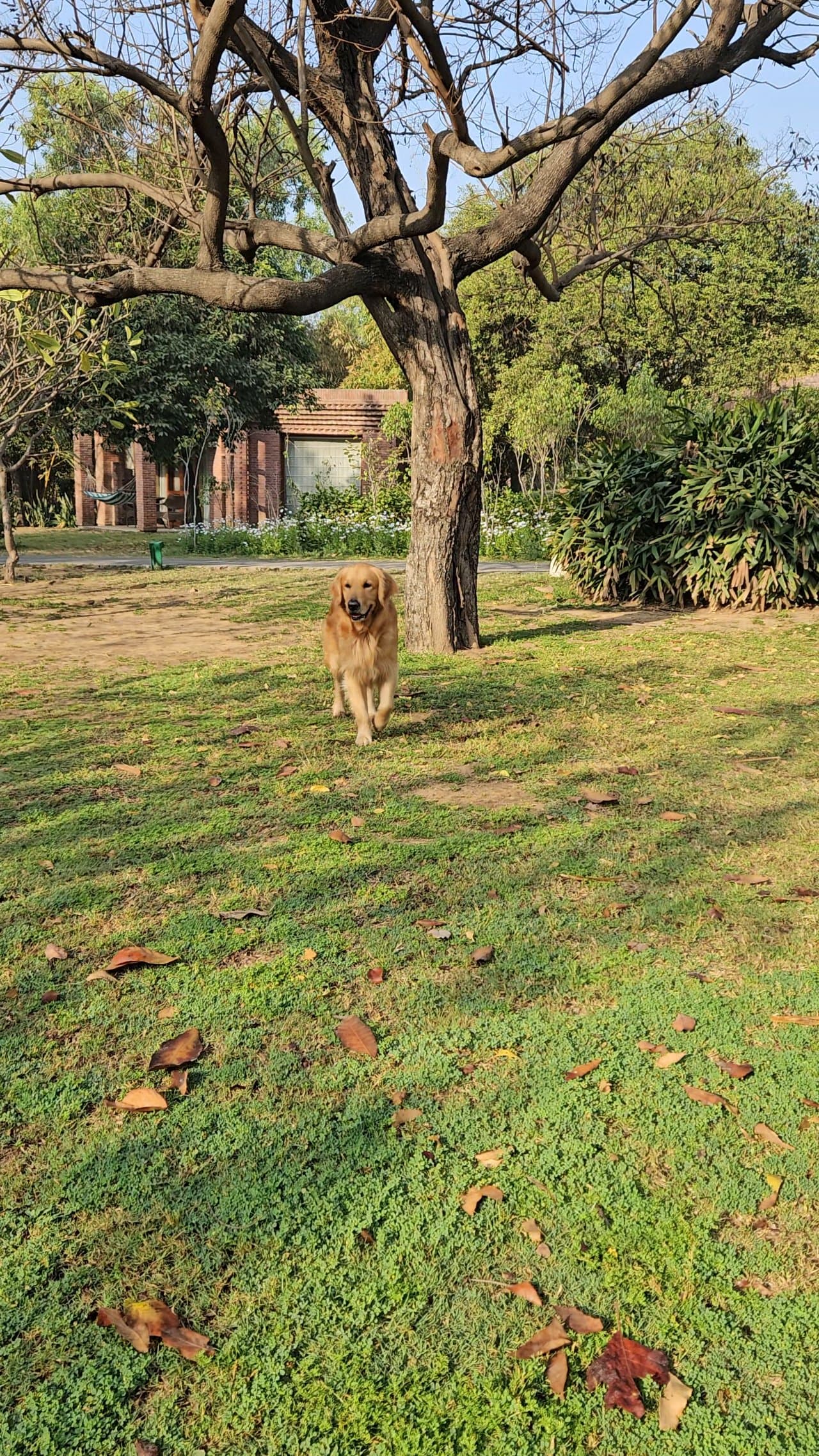 The Westin Sohna Resort & Spa (Gurugram)
