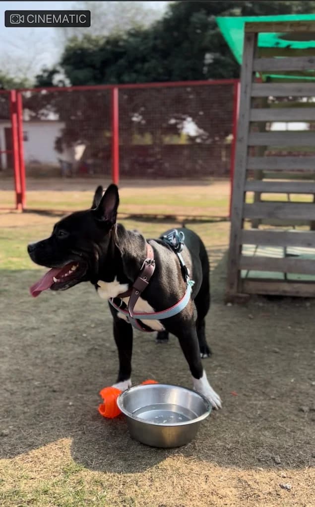 Bark n Walk Dog Park (Bijwasan, Delhi)