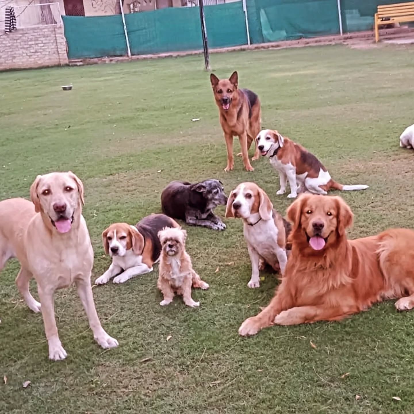 Barks and Meows (Gurgaon)