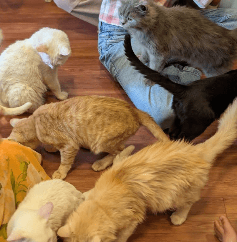 Twisty Tails - Pet themed Restaurant (Chennai)