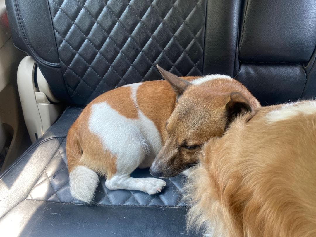 Furry Taxi