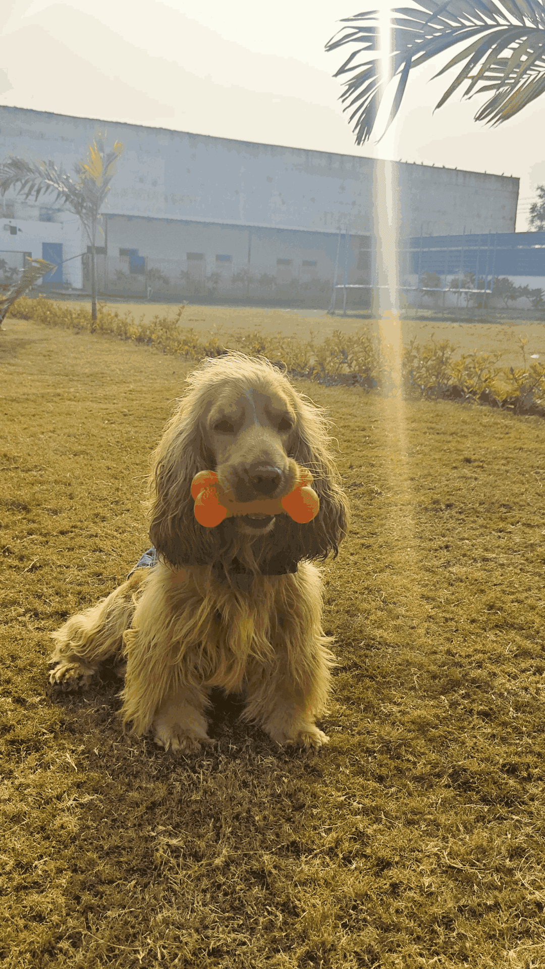 Pooch Pet Resort Gurgaon | Dog Boarding | Day Care | Dog Park (Gurugram)