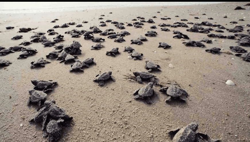 Galgibaga Beach, South Goa (Canacona)