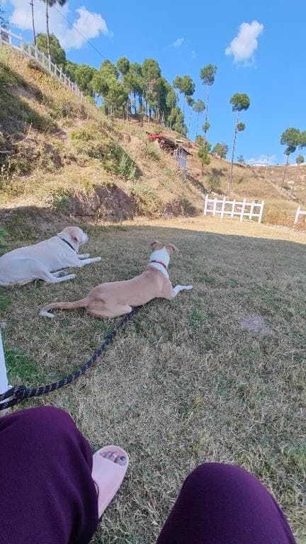 Adaara Retreat - Pet Friendly Cottages (Almora)