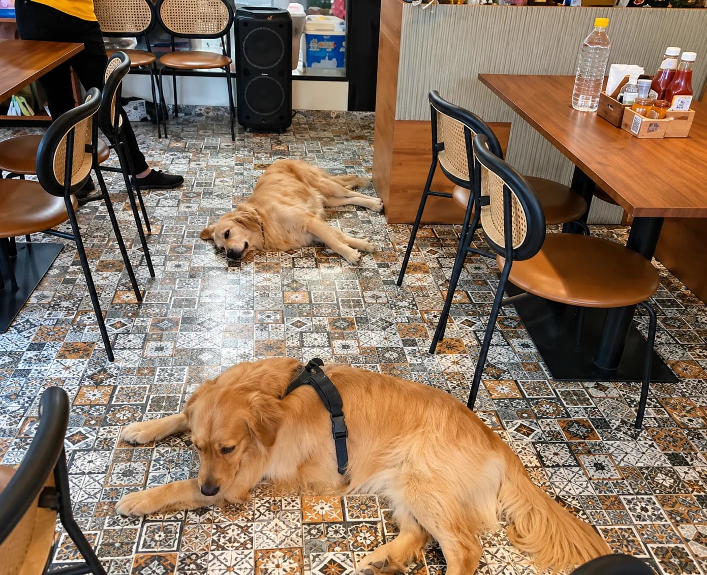 Pawpup Cafe (Lucknow)