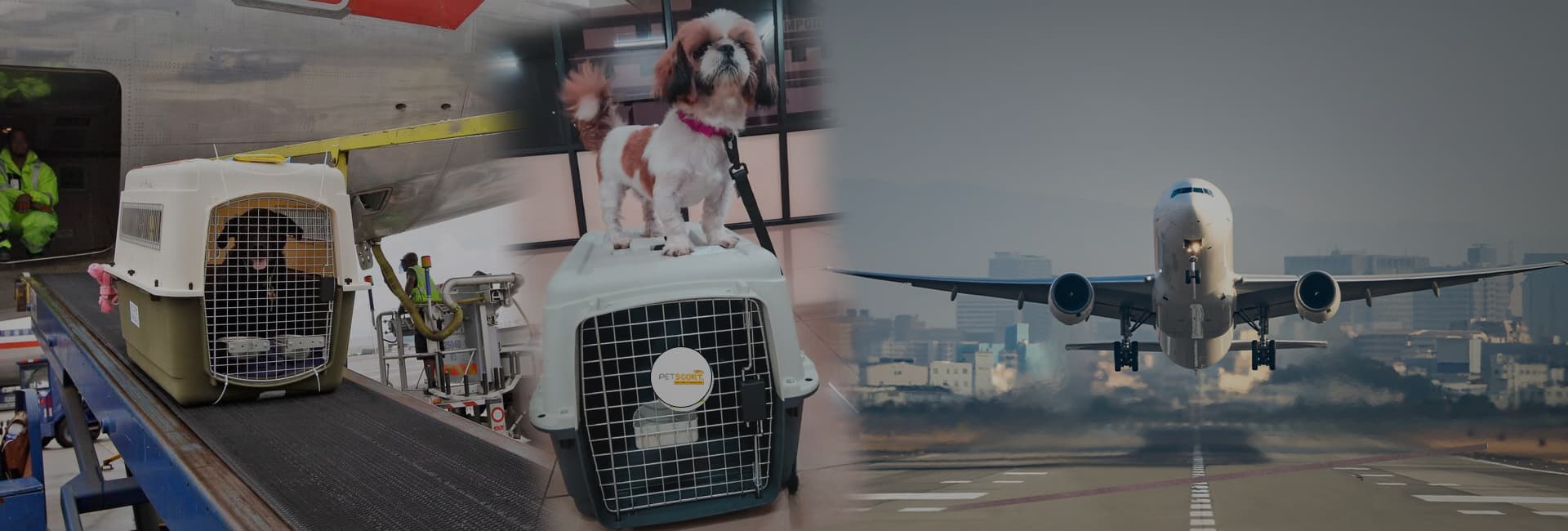 Petscort India (Gurugram)
