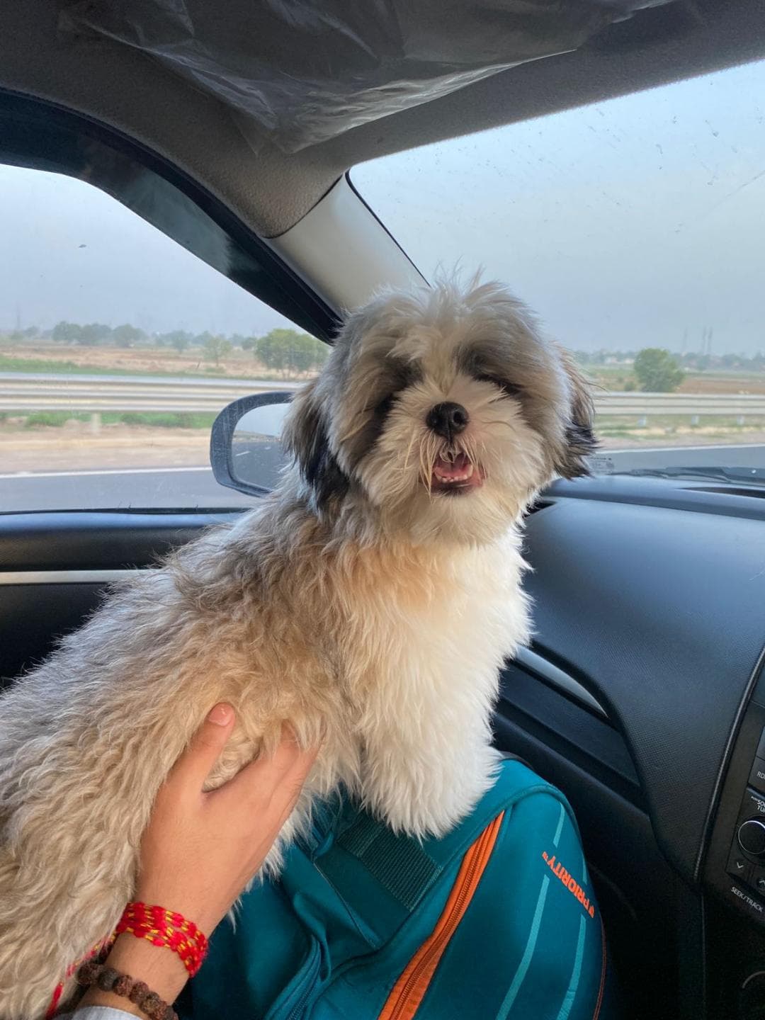 Furry Taxi