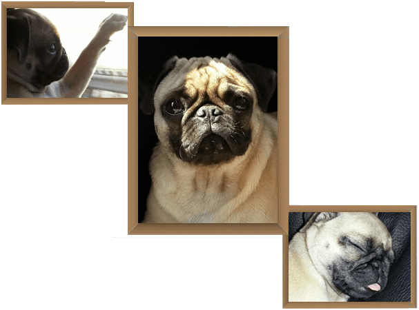 Petscort India (Gurugram)