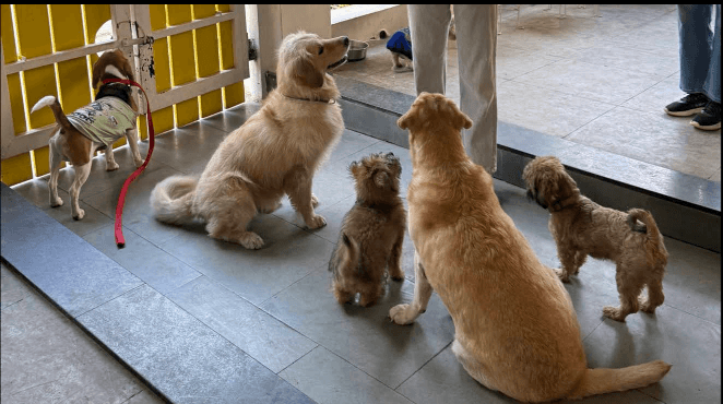 Pefeteria - Gujarat's 1st Pet Cafe