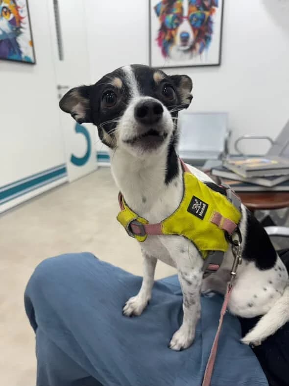 Crown Vet Sushant Lok (Gurugram)