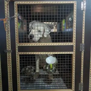 Anvis Pet Relocation (Bangalore)