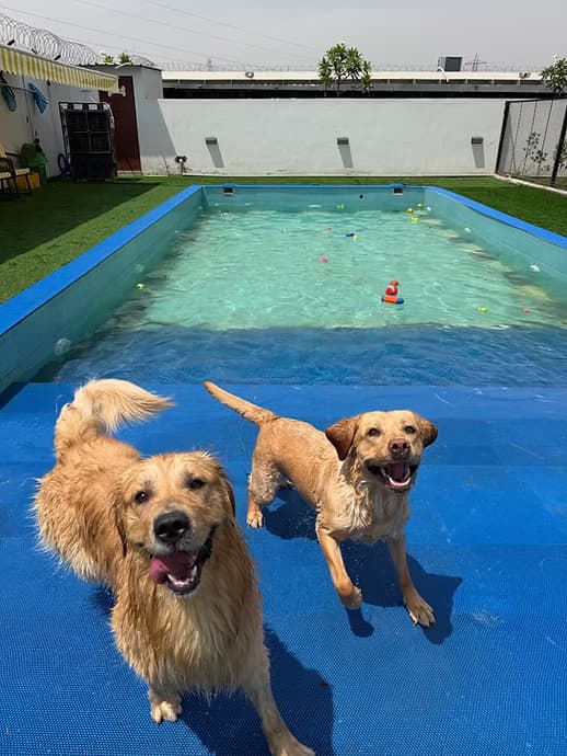 Elsa’s Dog Park & Cakery