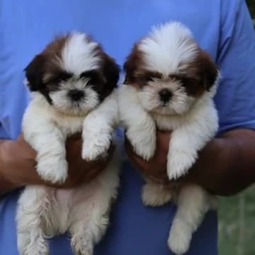 Dream Pet World (Dehradun)