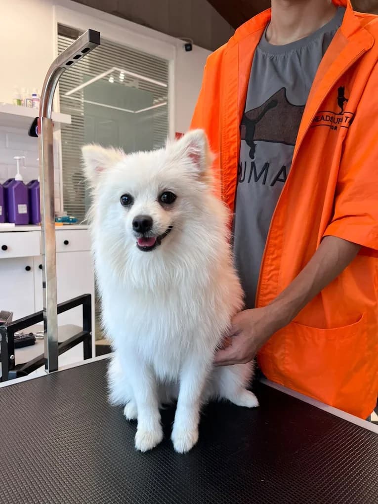Heads Up For Tails Pet Store & Spa - Dehradun