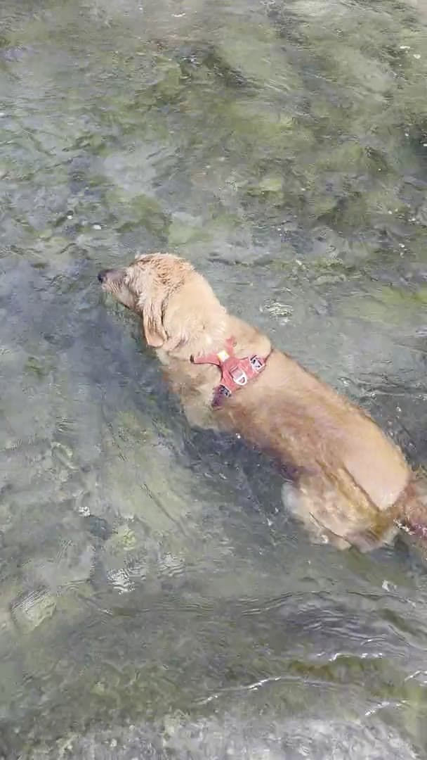 Kosi River — Dog Play Spot near The Den Corbett