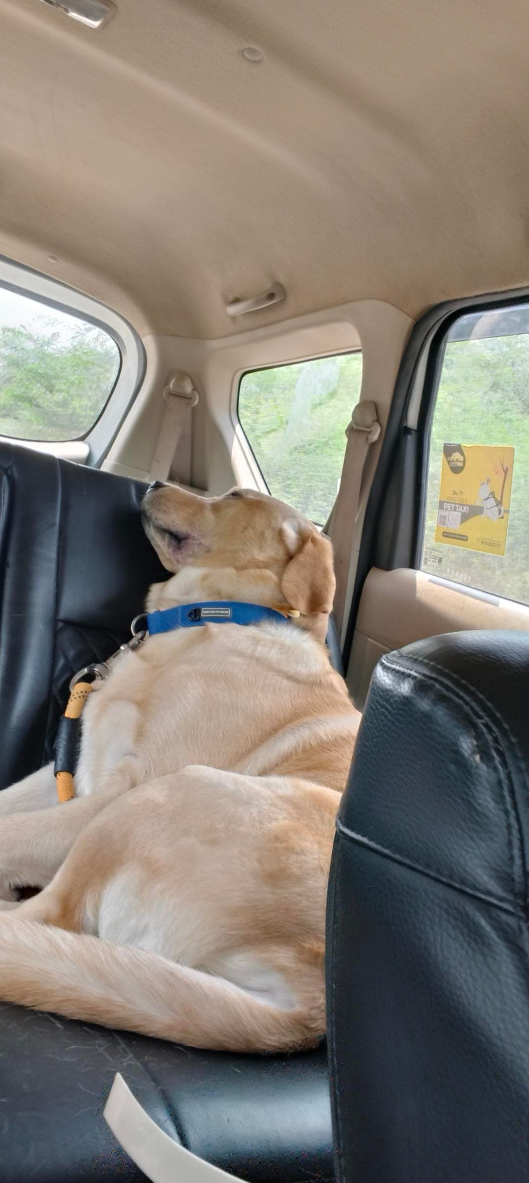 Furry Taxi