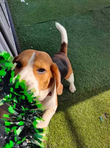 BowWow Dog Hotel (Dehradun)