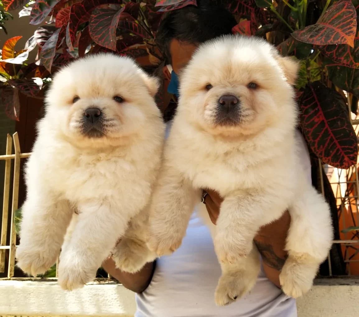 Harshitha Pet Shop (Bengaluru)