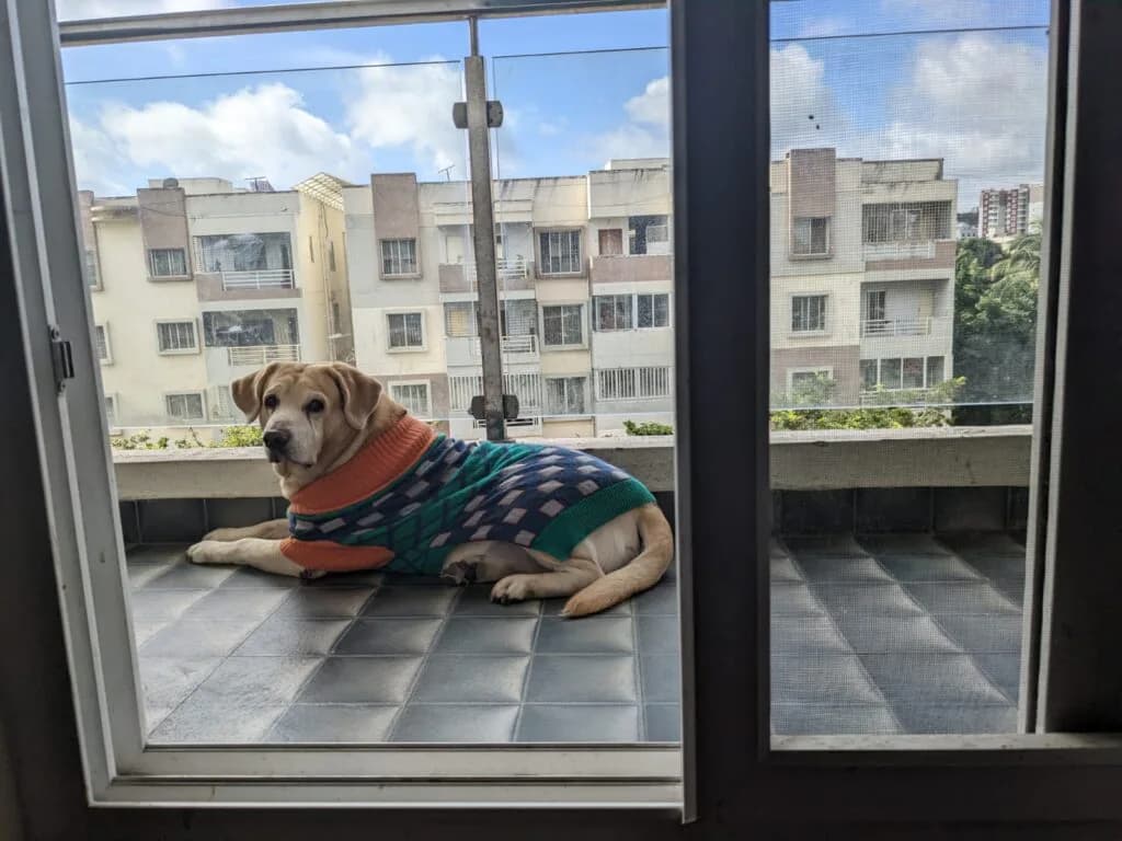 Anvis Pet Relocation (Bangalore)