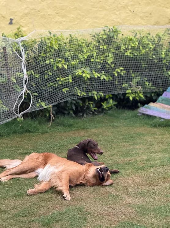 Cafe Pooch (Appointments only) (Noida)