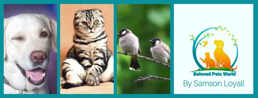 Beloved pets World (Delhi)