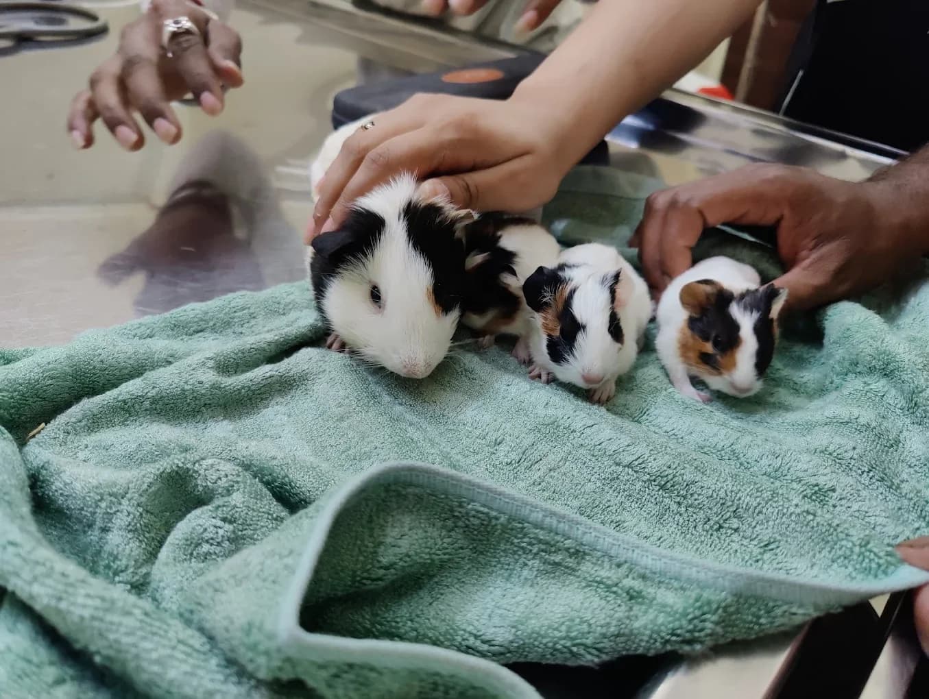 Pet Chikitsa Veterinary Hospital (Gurugram)