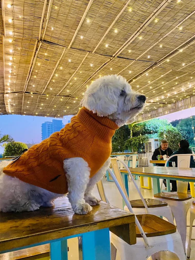 Tail Club (Gurugram)