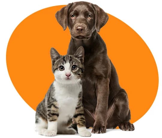 Petfly India (New Delhi)