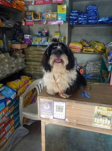GLOBAL PET WORLD (Dehradun)