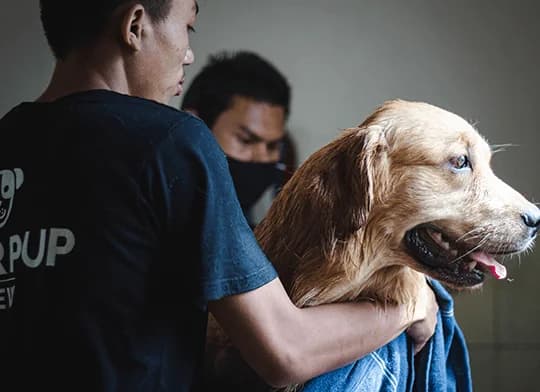 Therpup Dog Cafe