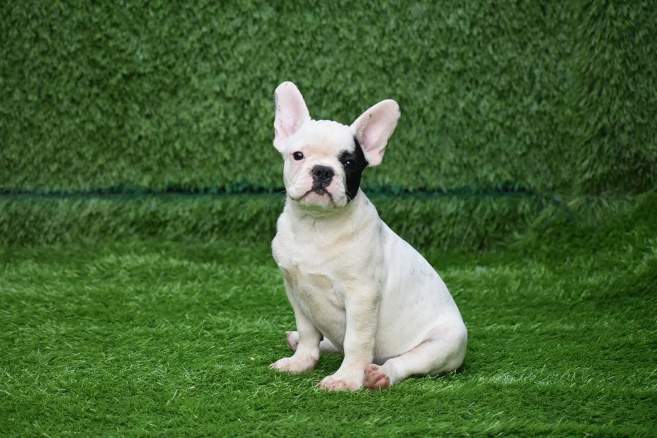 Dogs Paradise Grooming - Pet Grooming Service South Delhi (New Delhi)