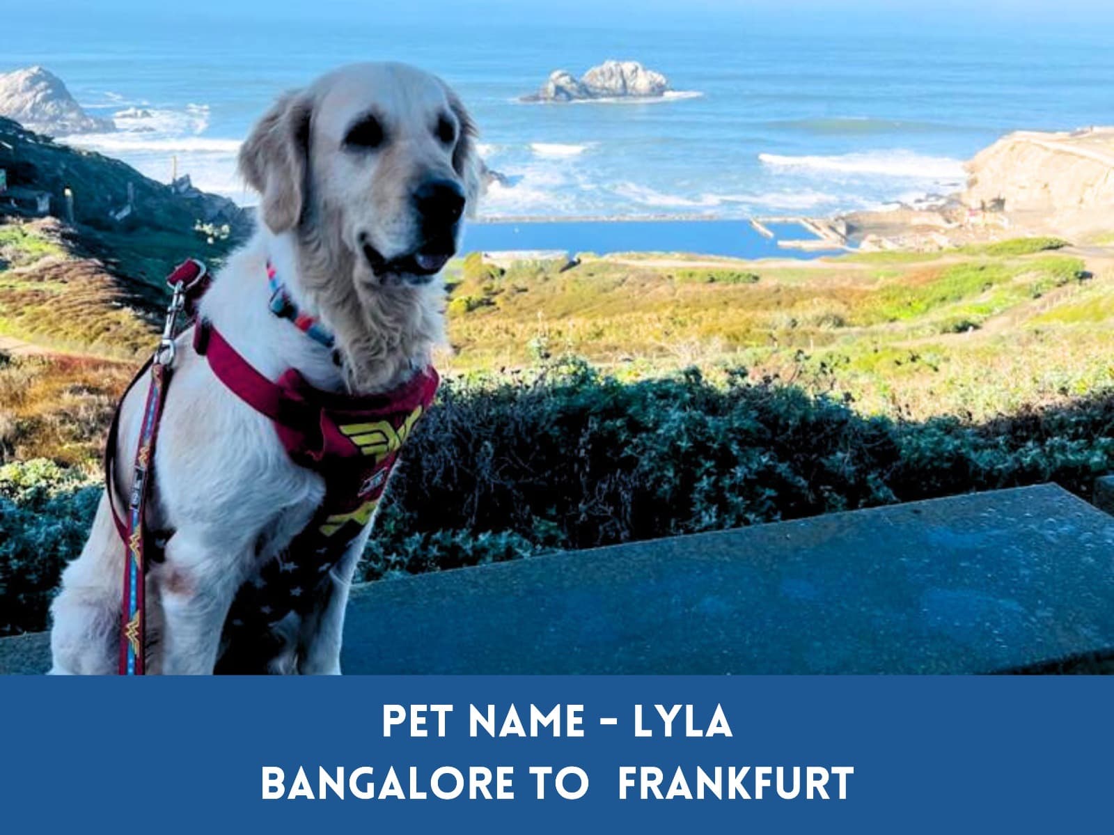 Global petcab - International & Domestic Pet Relocation Services